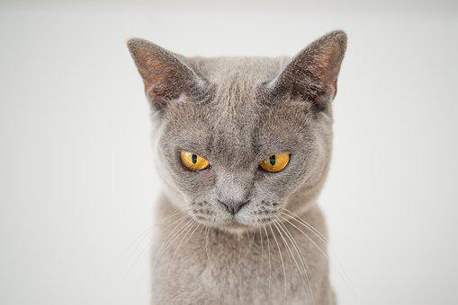 cat-3635300__340.jpg