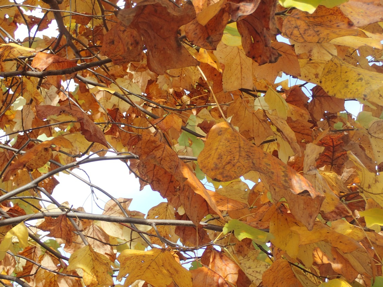 PB130165.JPG