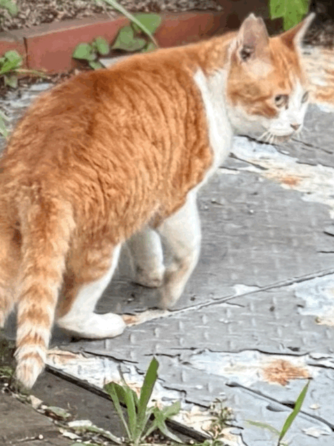 tempImagefqeBgT.gif
