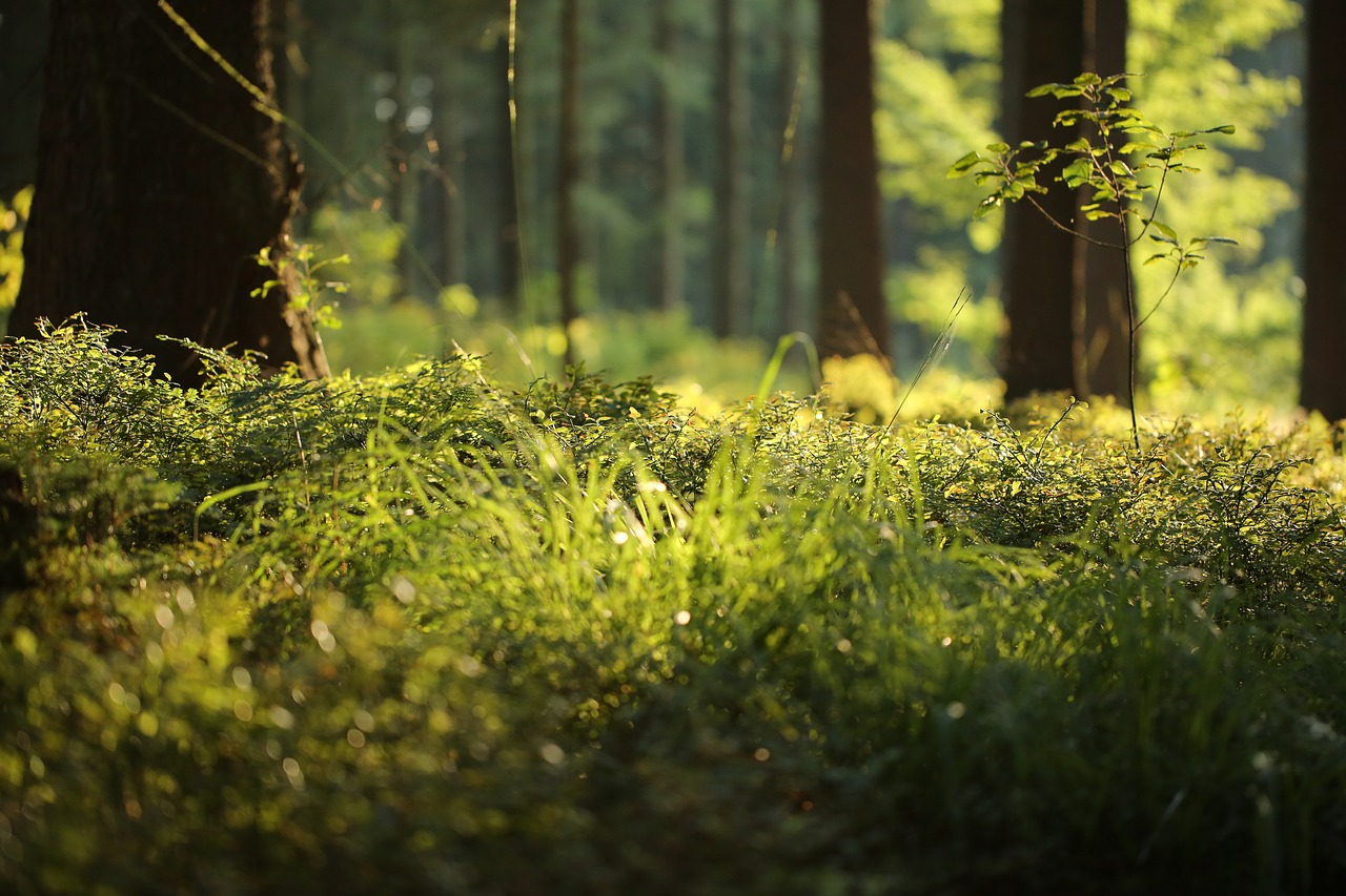 forest-floor-4700814_1280.jpg