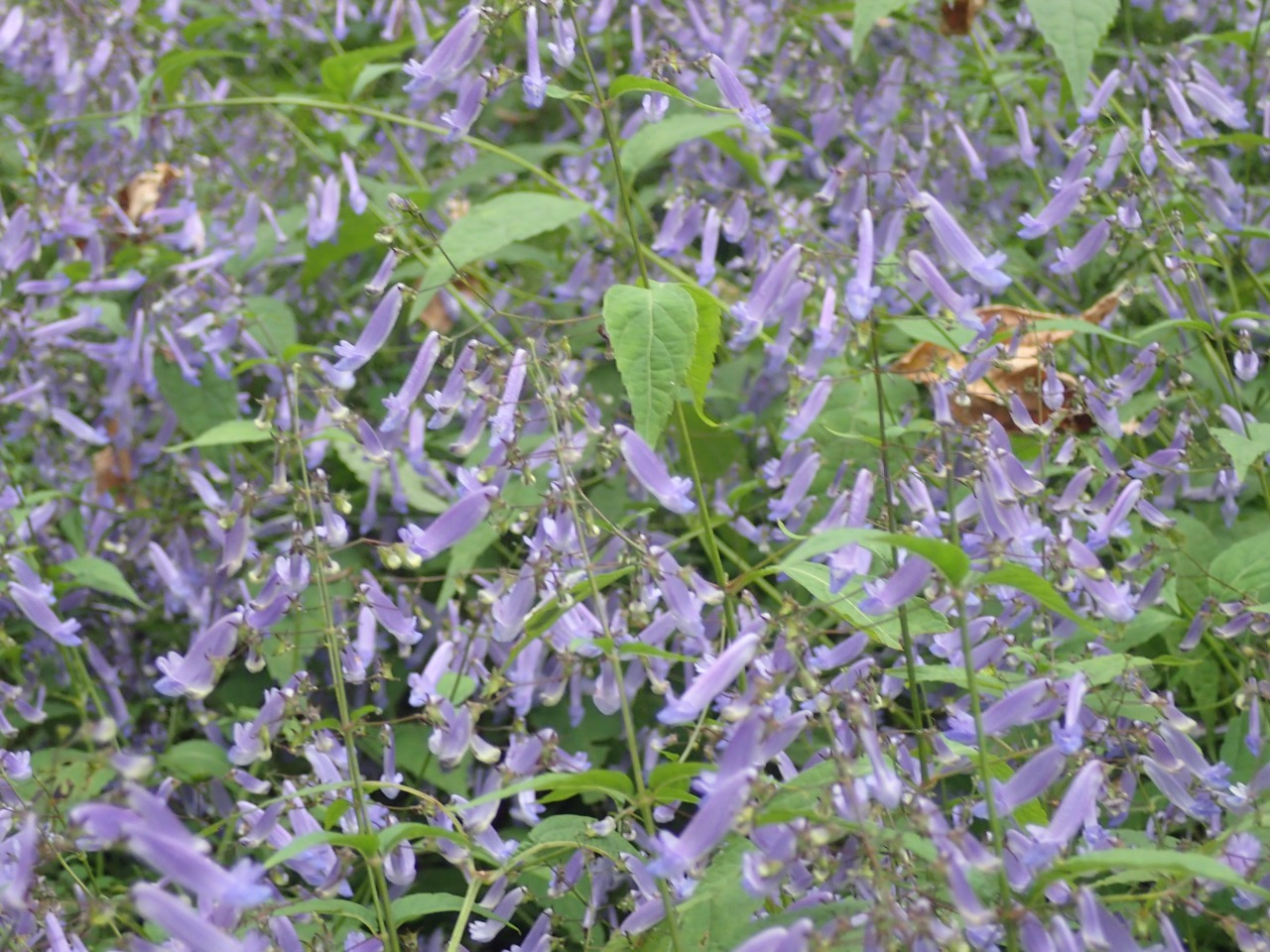 PA261140.JPG