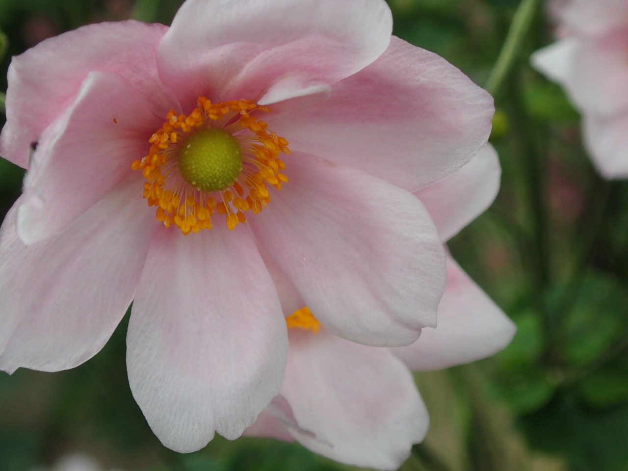 PA261210.JPG