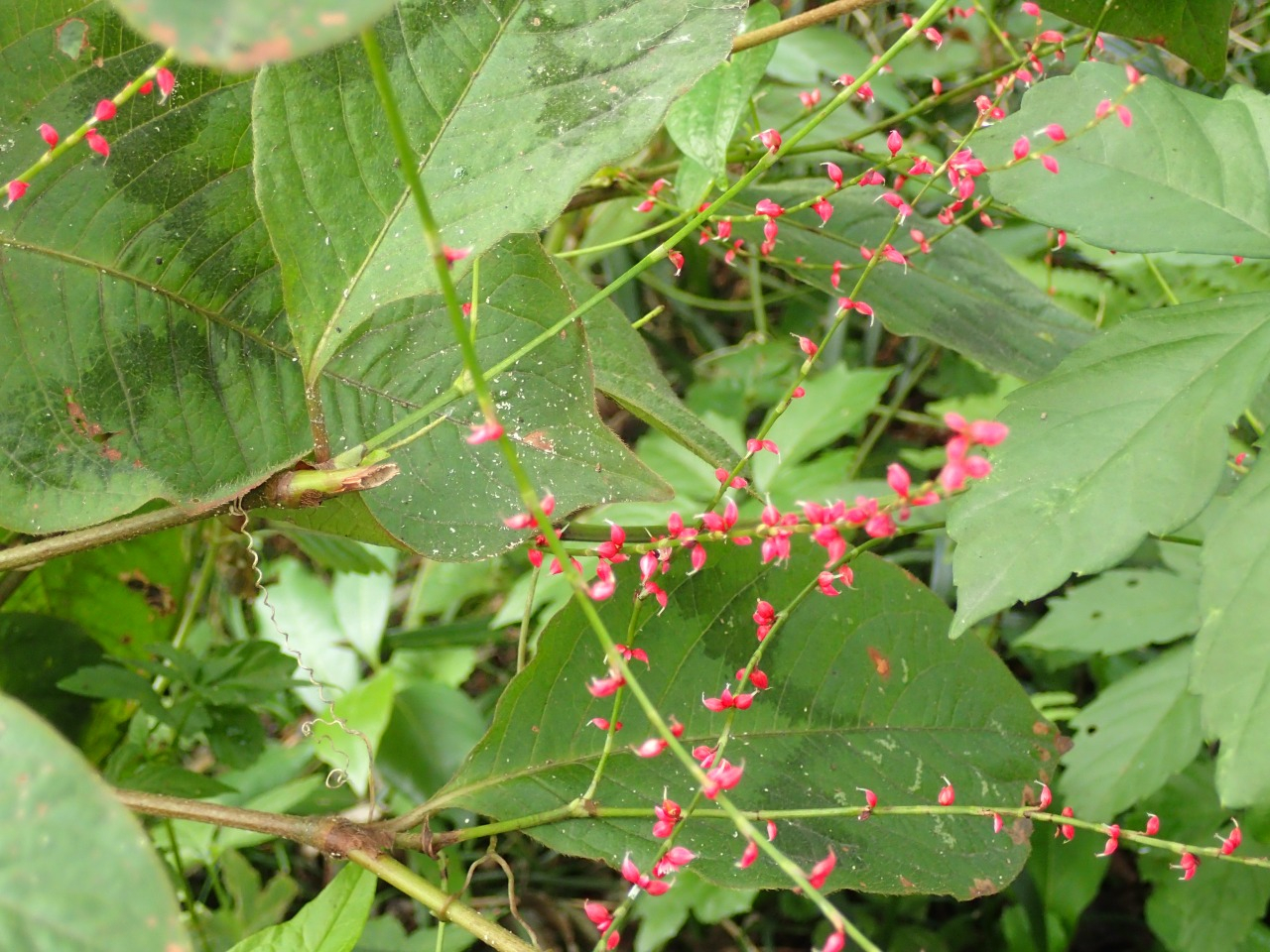 PA120672.JPG