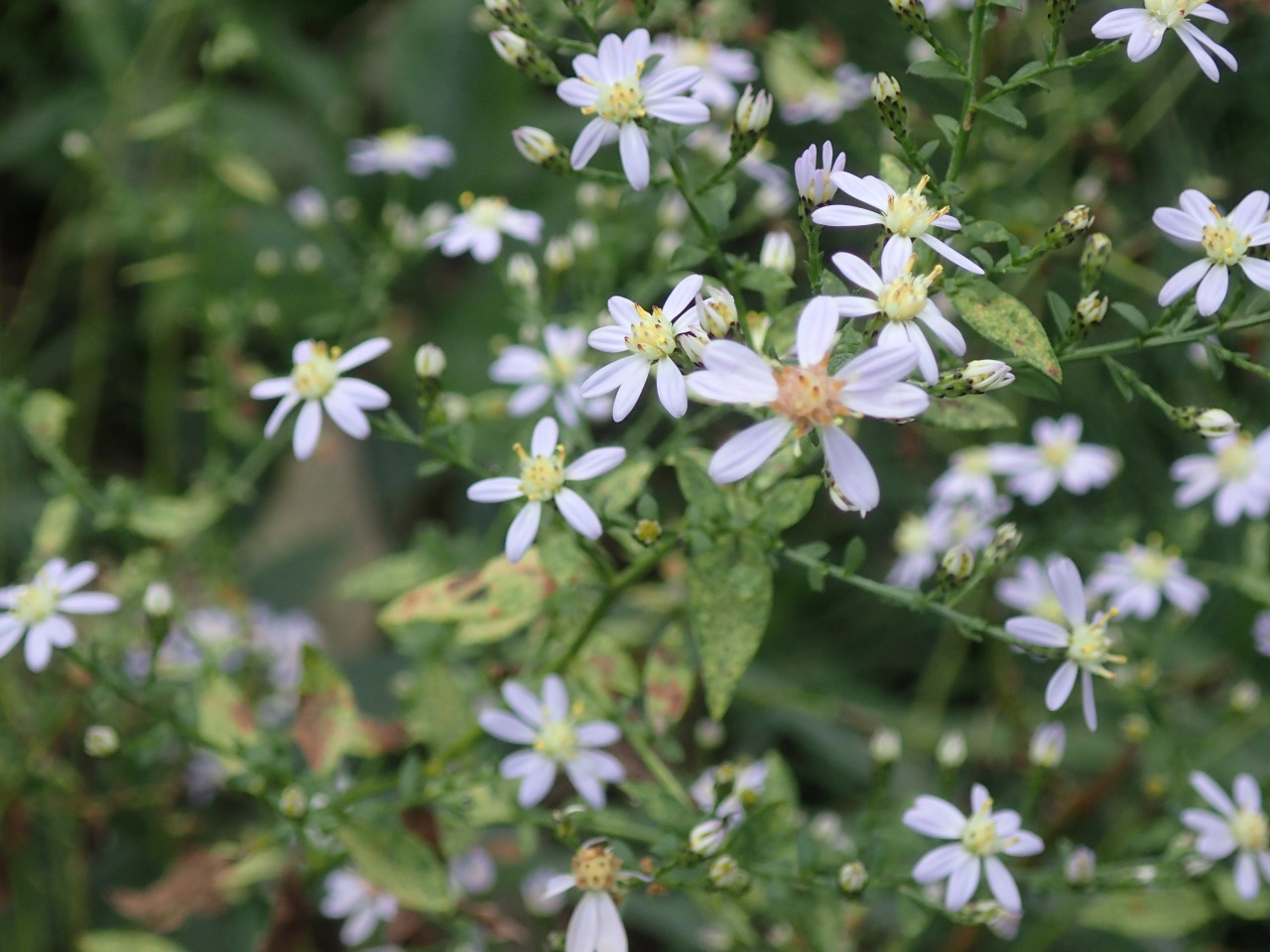 PA120378.JPG