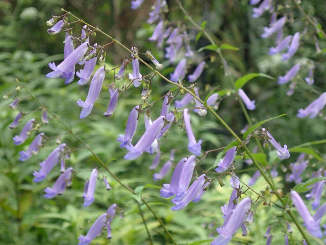 PA261150.JPG