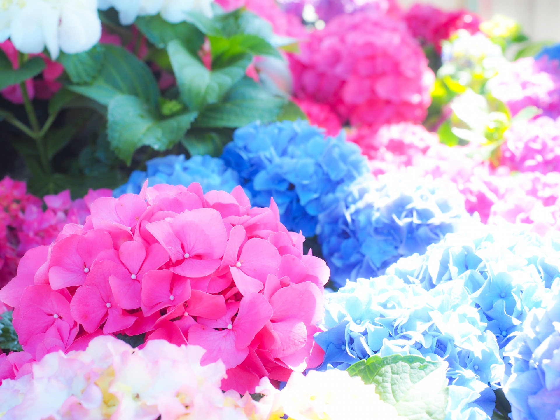 1B21F992-ABB5-4272-A092-3A1327EB5905.jpeg