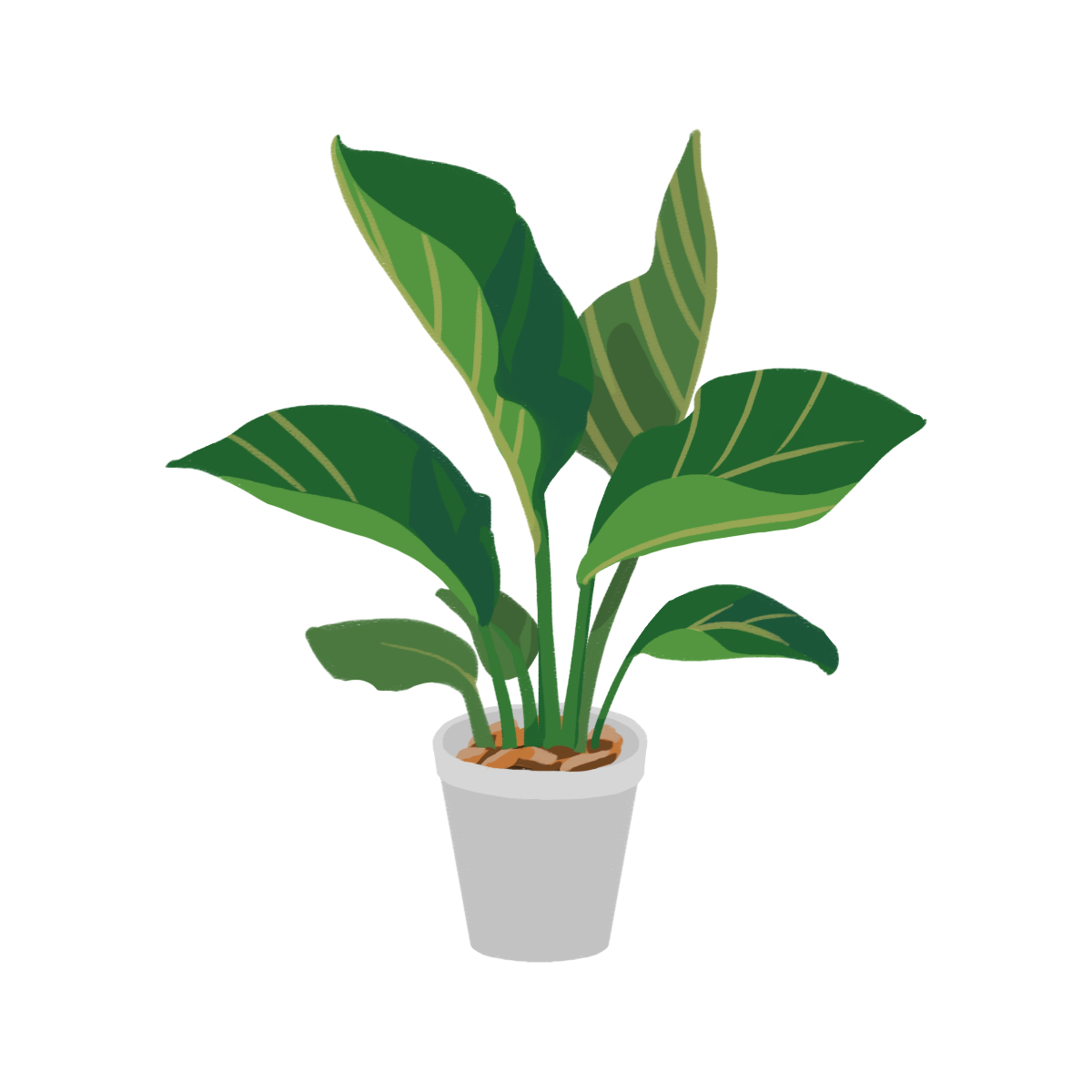3647観葉植物（オーガスタ） (1).png