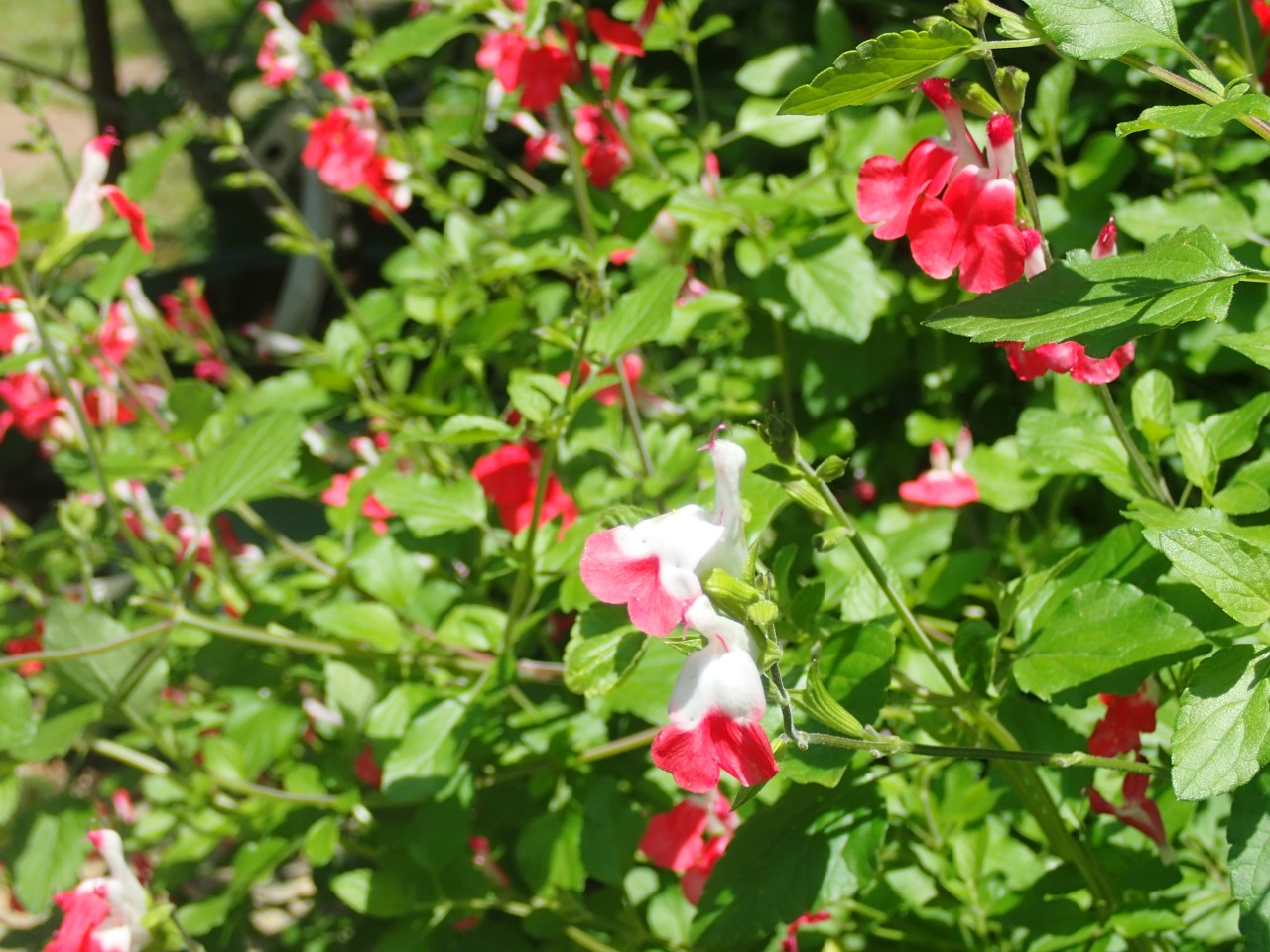 P5110243.JPG