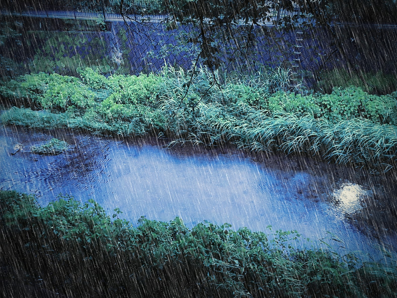 雨の三沢川.jpg