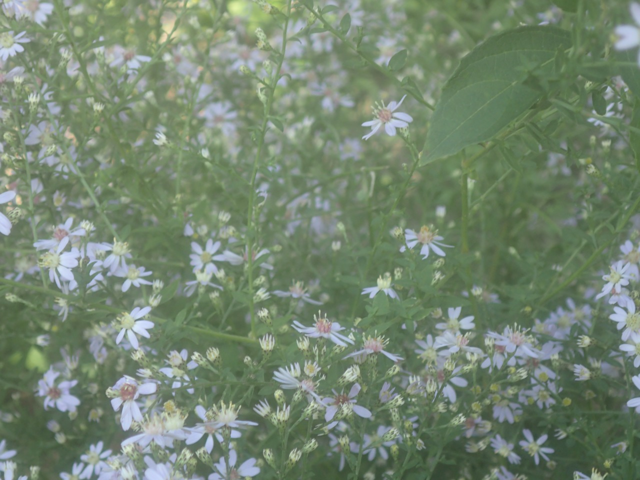 PA120351.JPG