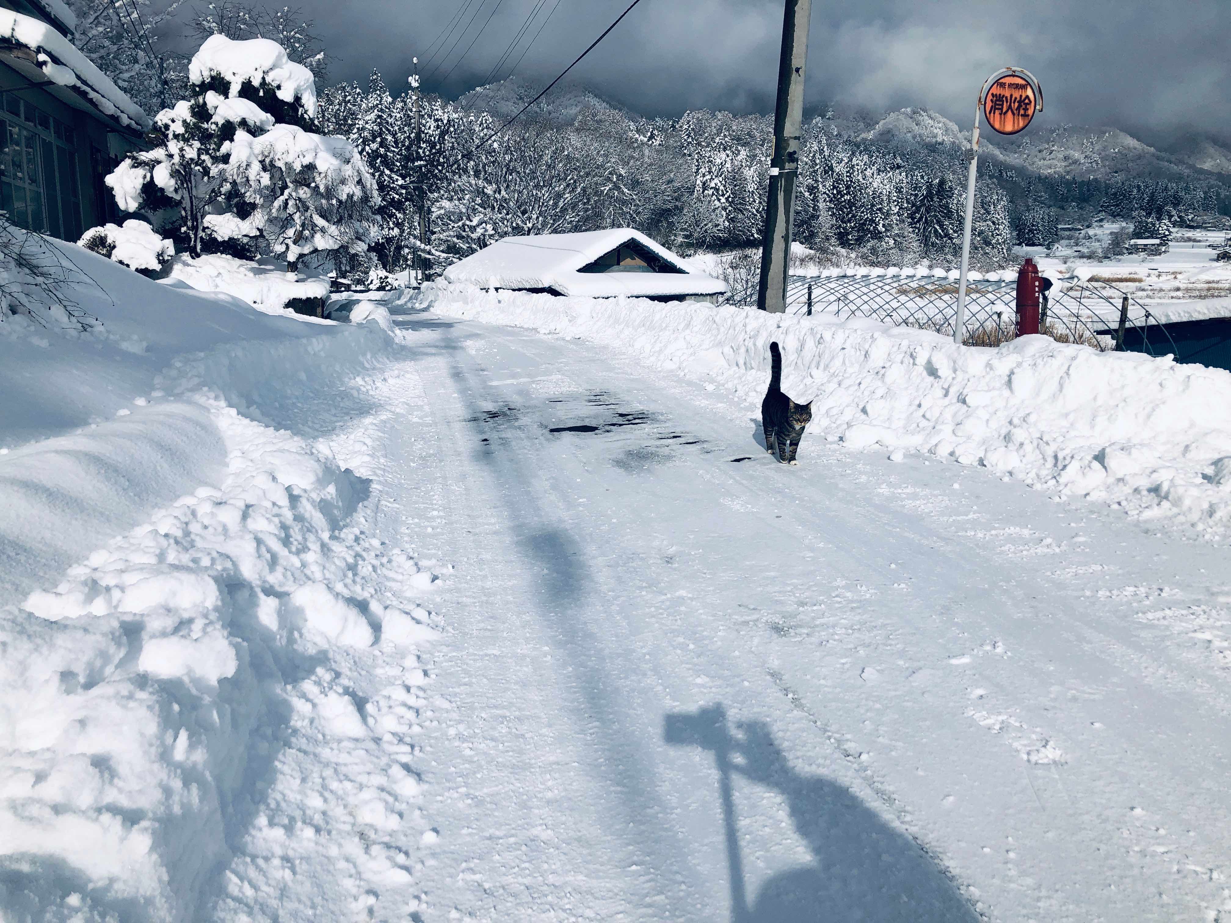 6D570789-B967-462E-9E1C-4F792792F5D0_1_201_a.jpeg
