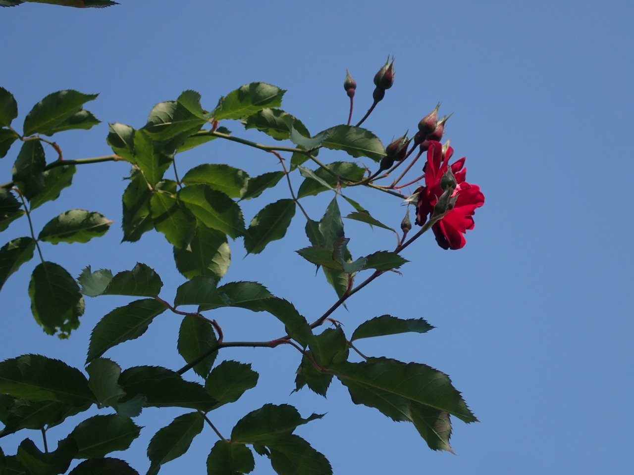 PB160012.JPG