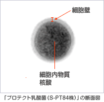 spt84_img.gif