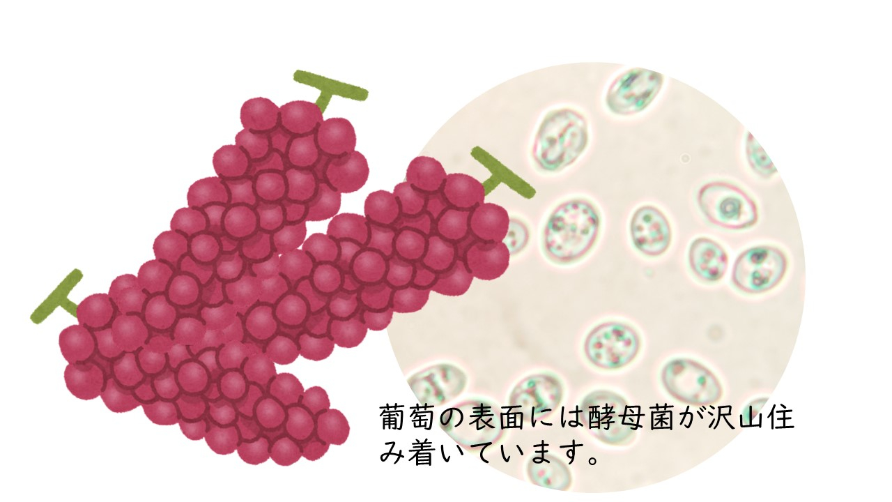 酵母とぶどう.jpg