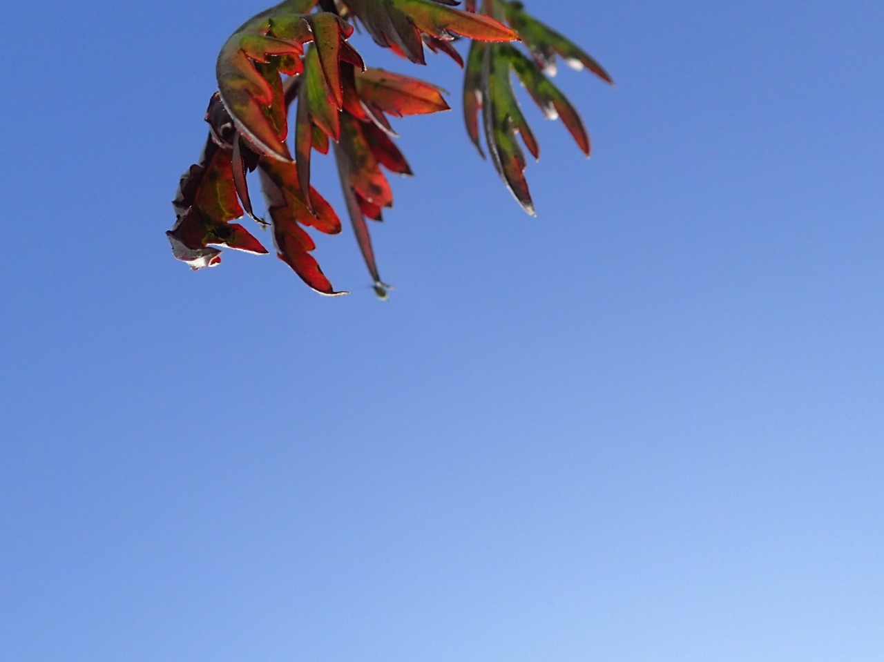 P2120128.JPG