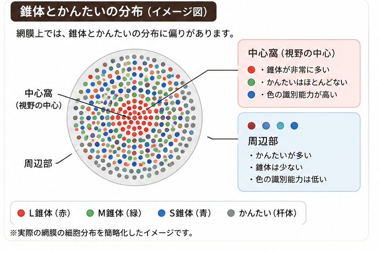 cone_rod_distribution.png