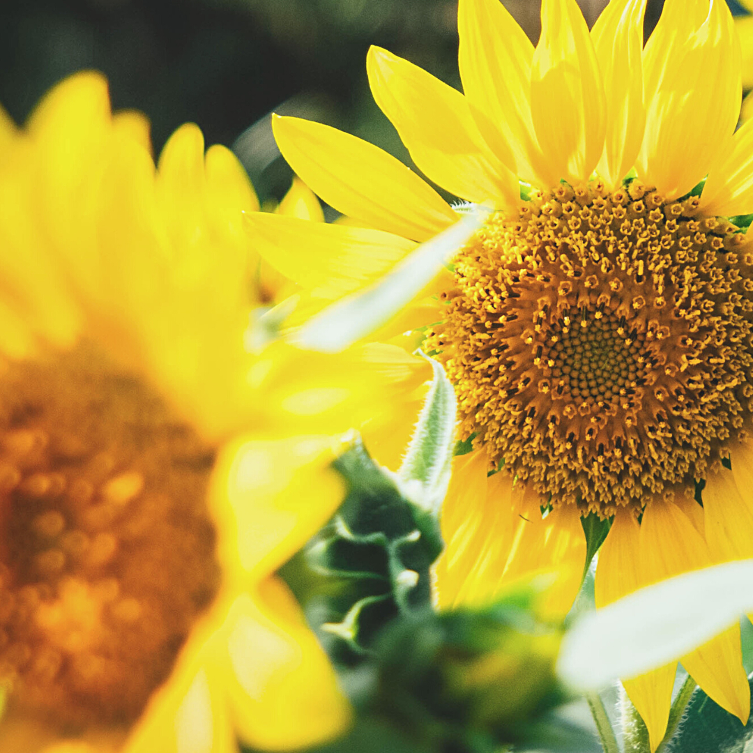 名称未設定のデザイン (76).png