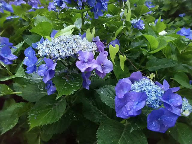 三沢川の紫陽花8.JPG