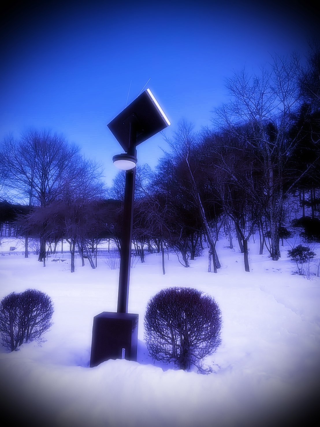 白樺と雪（加工済み）1.jpg