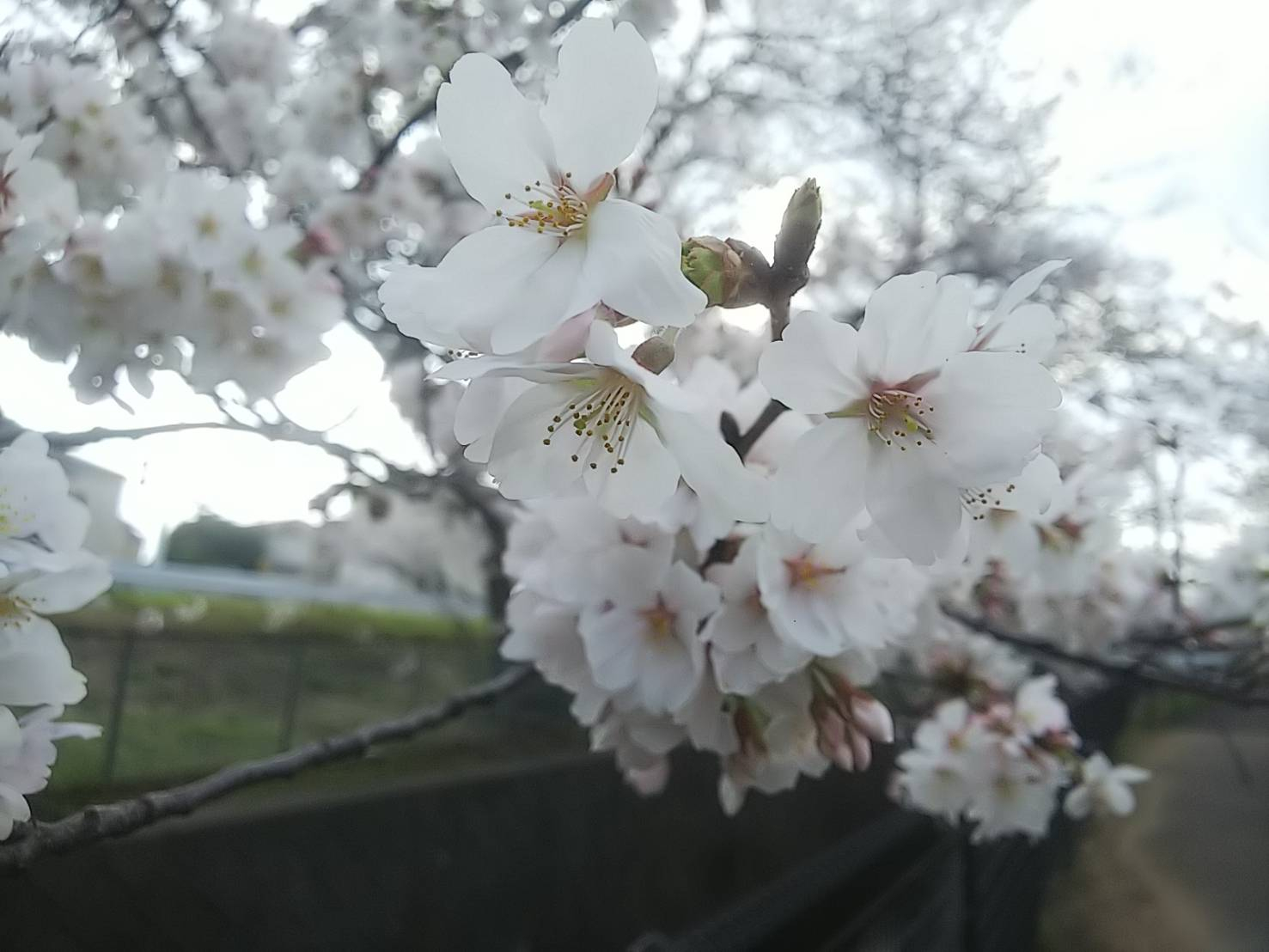 2023年桜（緑地公園）17.jpg