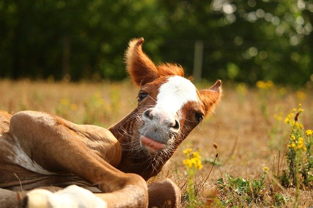 horse-g079fb455a_640.jpg