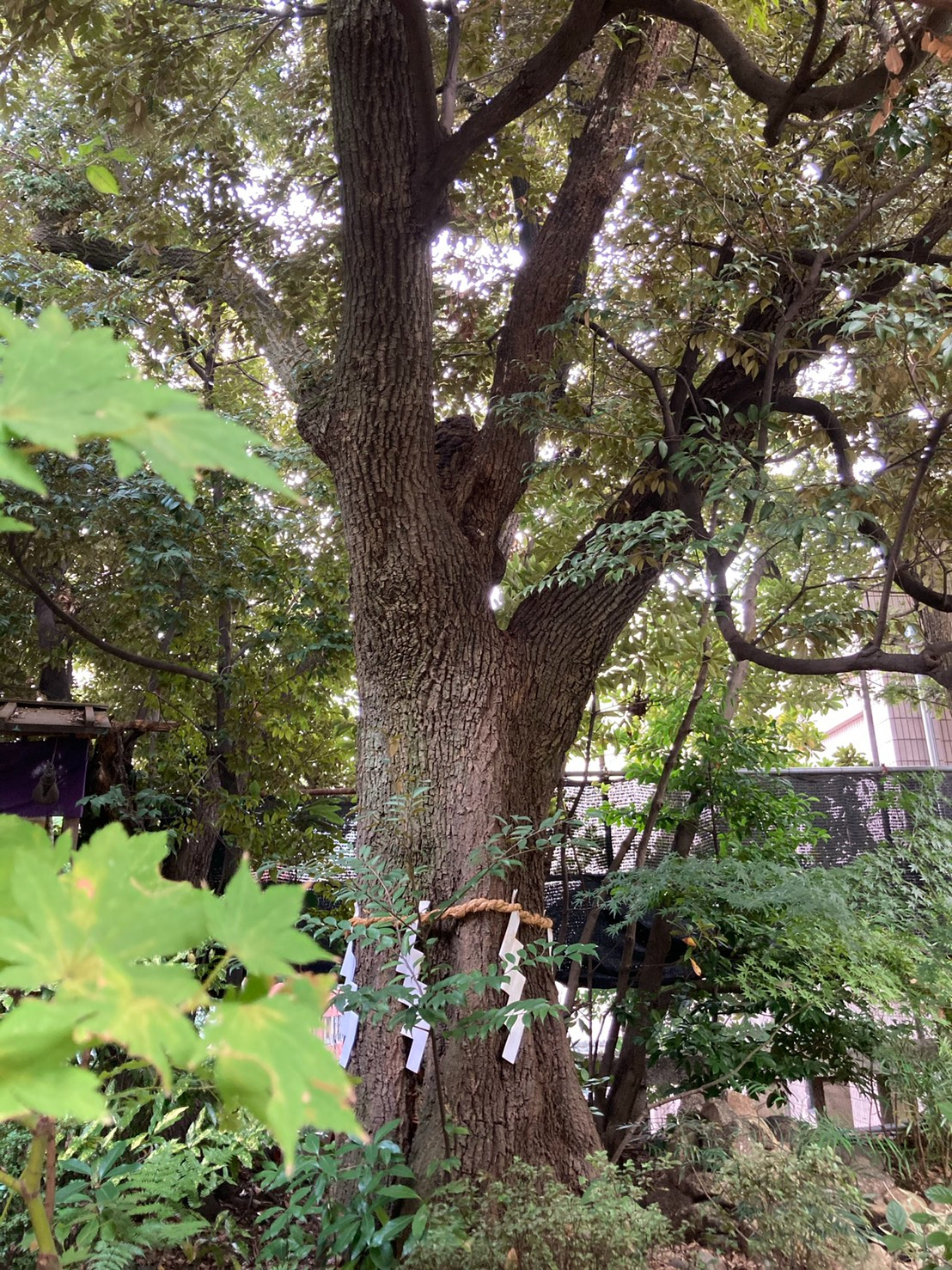 S__251453443.jpg