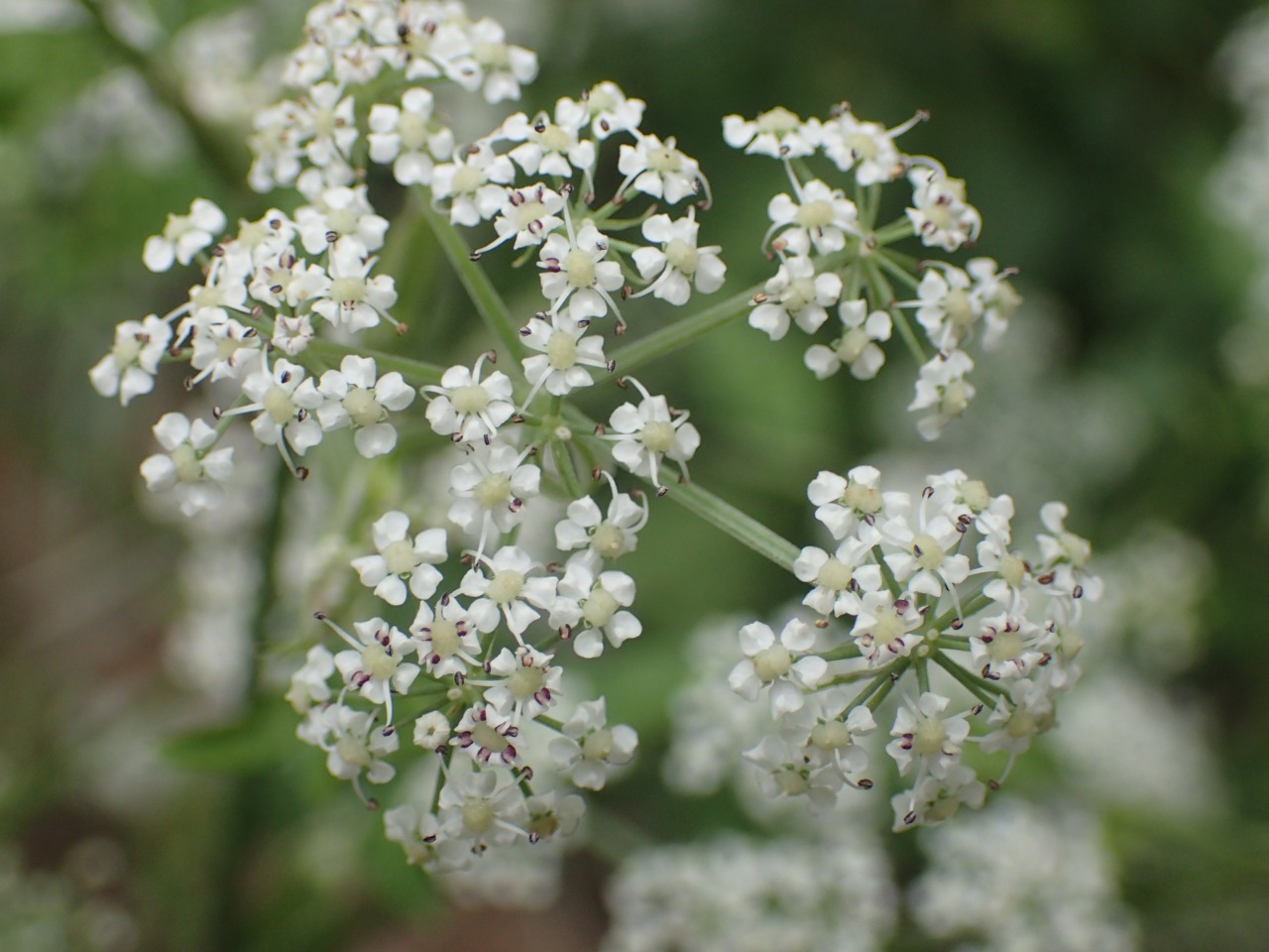 PA260157.JPG