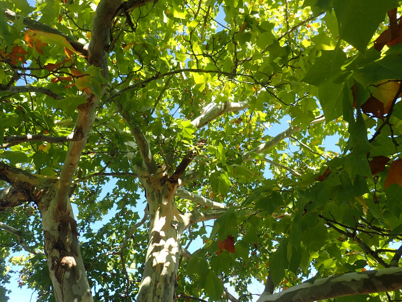 PA220868.JPG