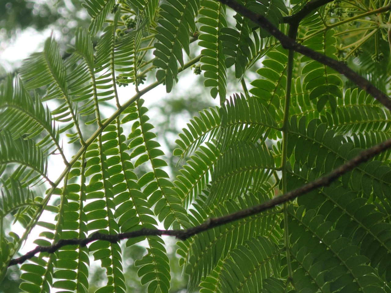 P6100842.JPG