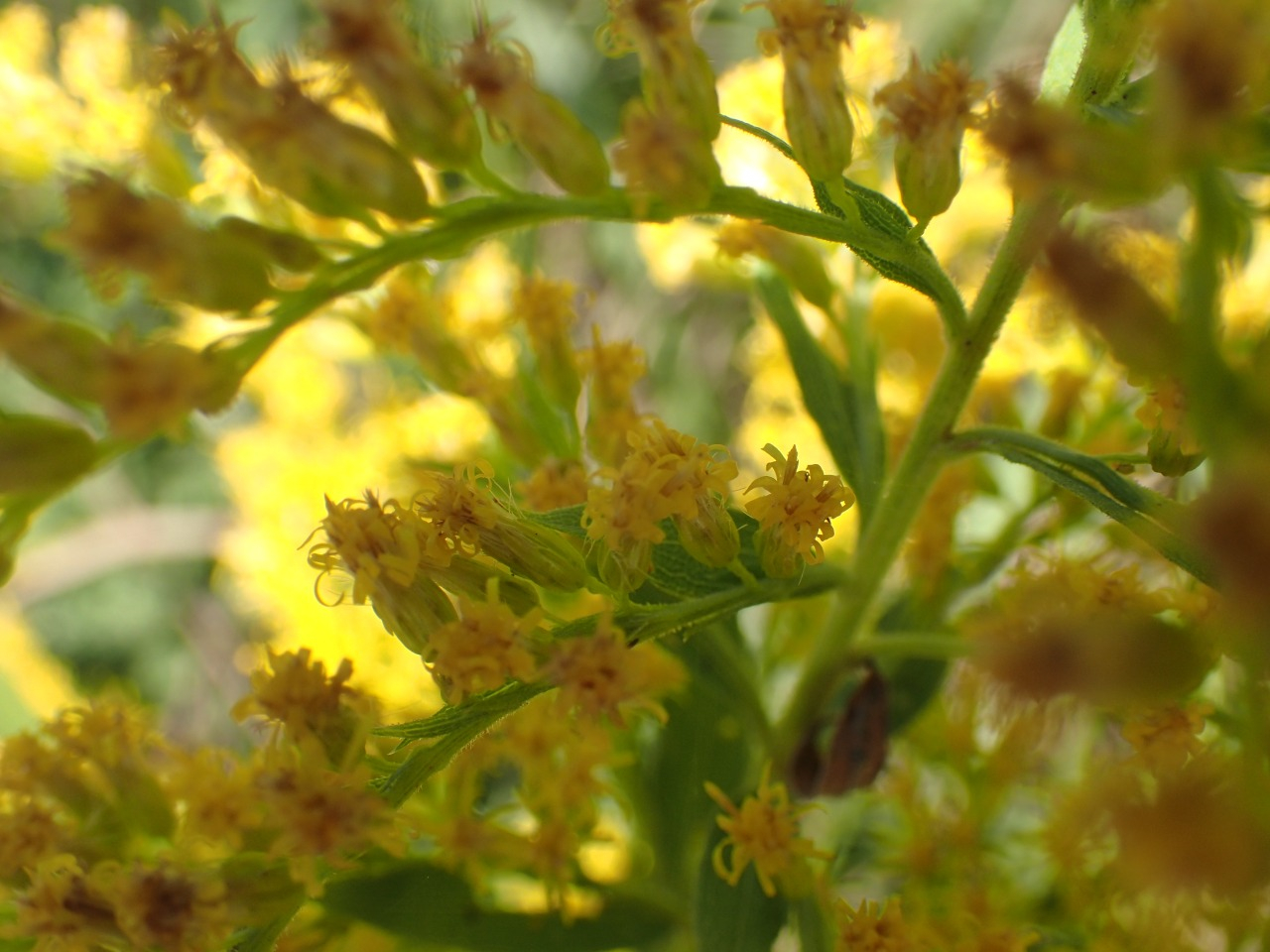PA220585.JPG