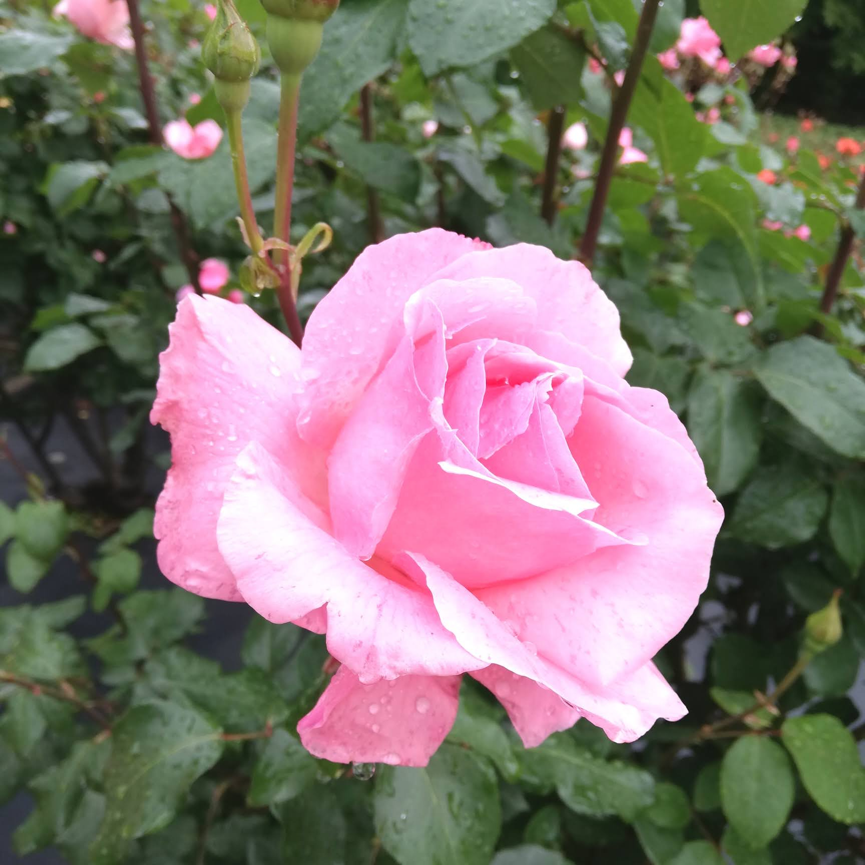 IMG_20220517_104718.jpg
