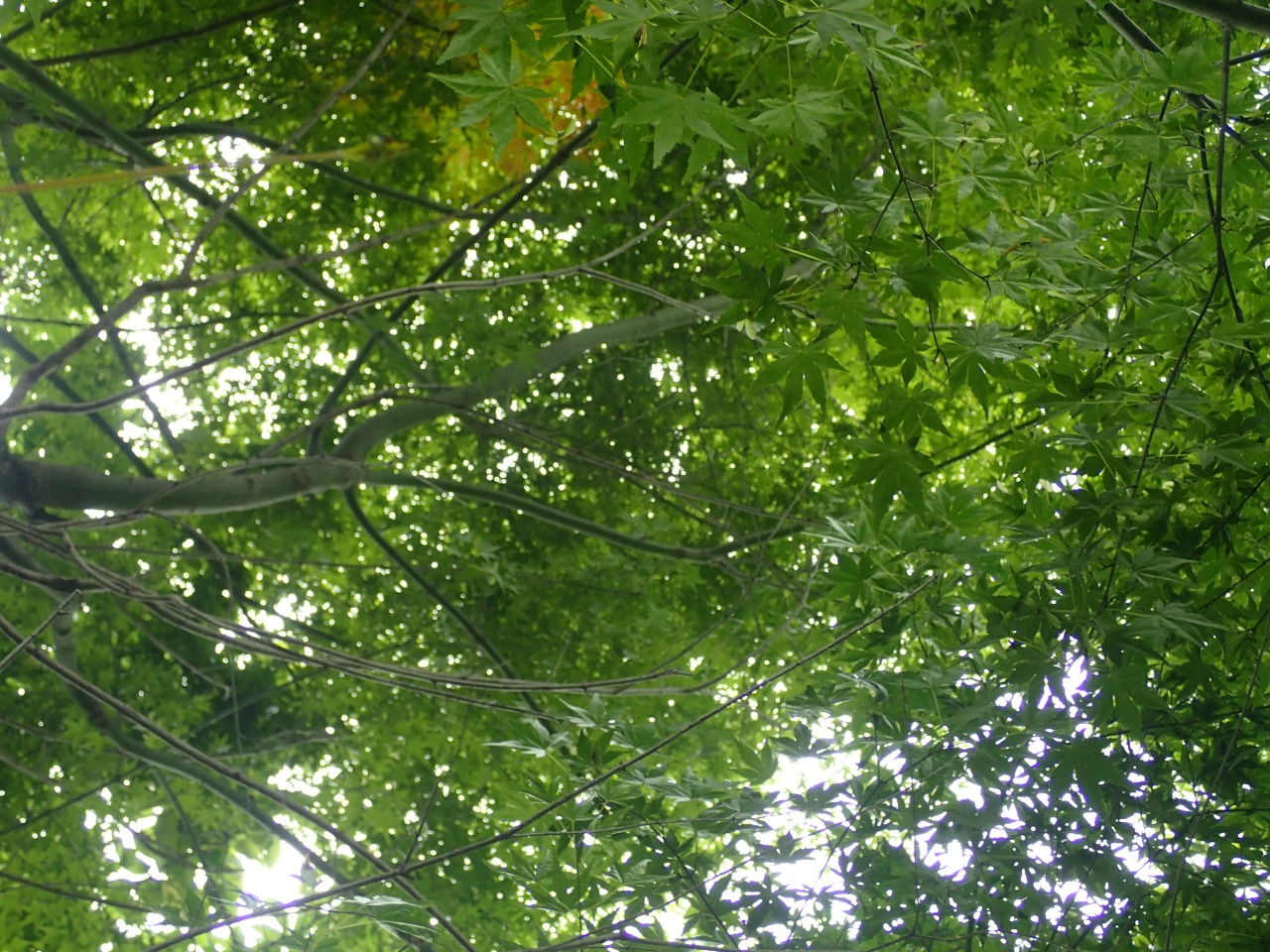 P6100436.JPG