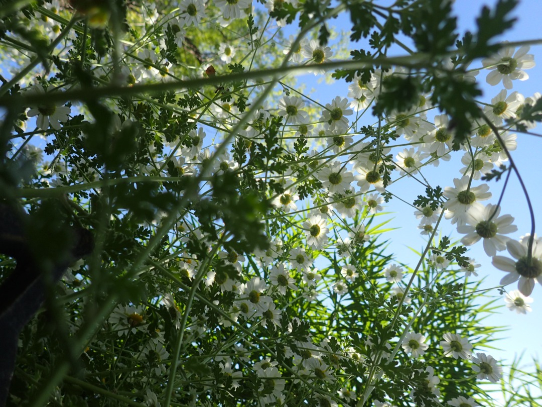 P5310331.JPG