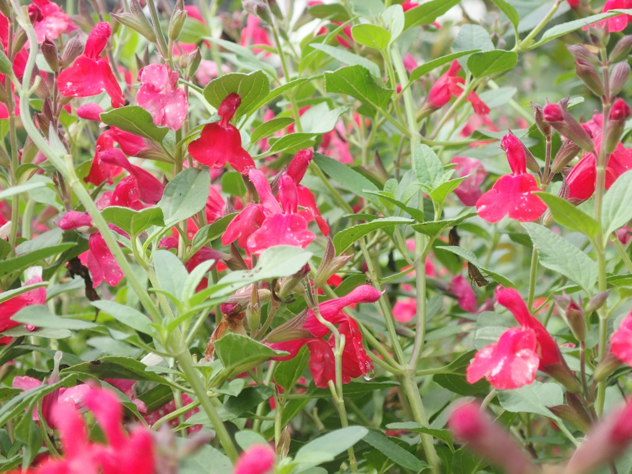 PA120432.JPG