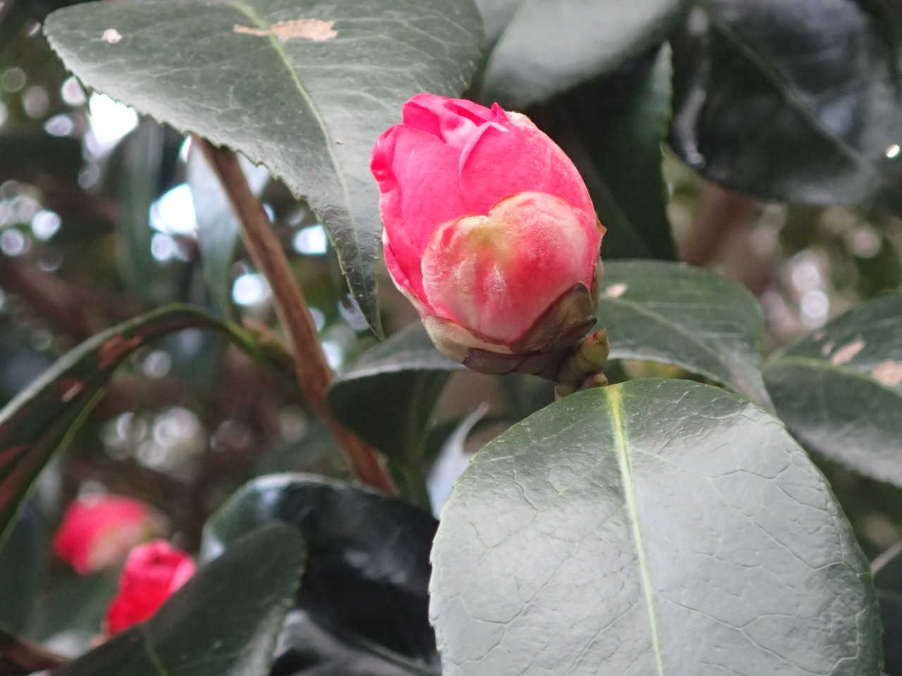 PC220337.JPG
