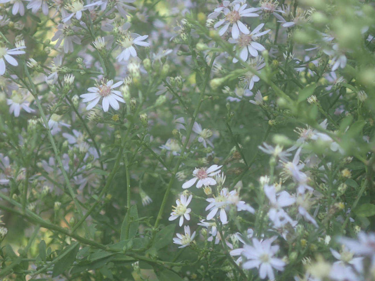 PA120358.JPG