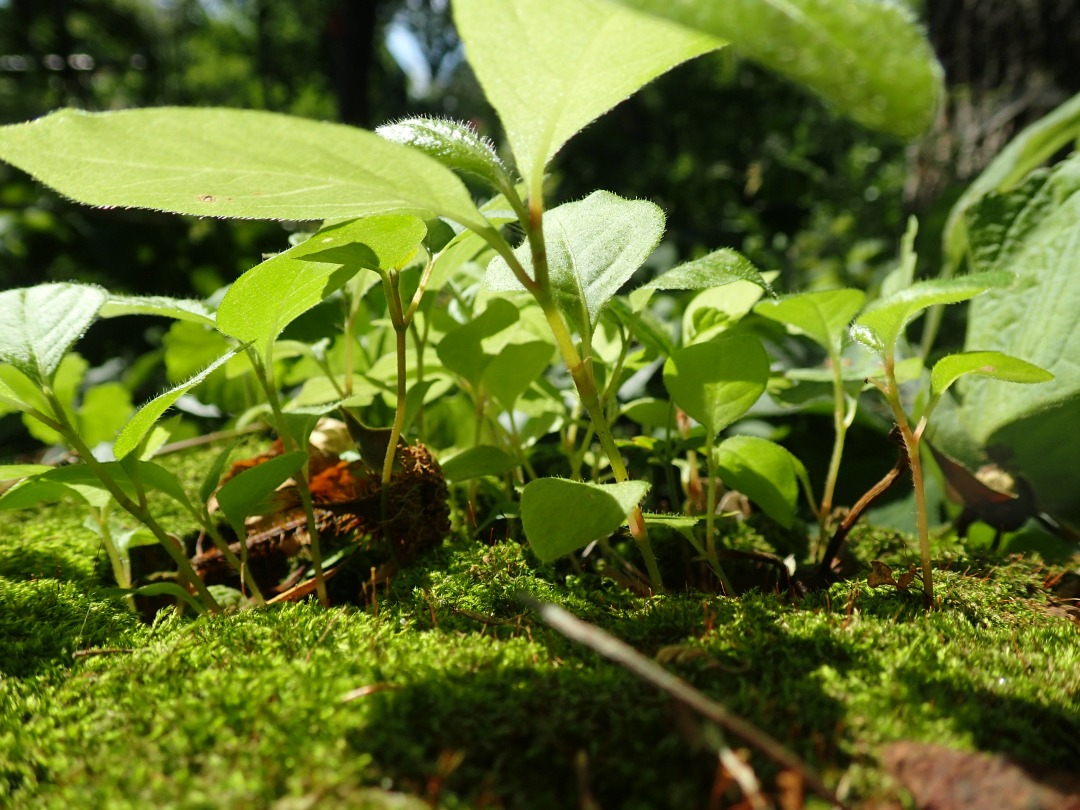 P5310475.JPG