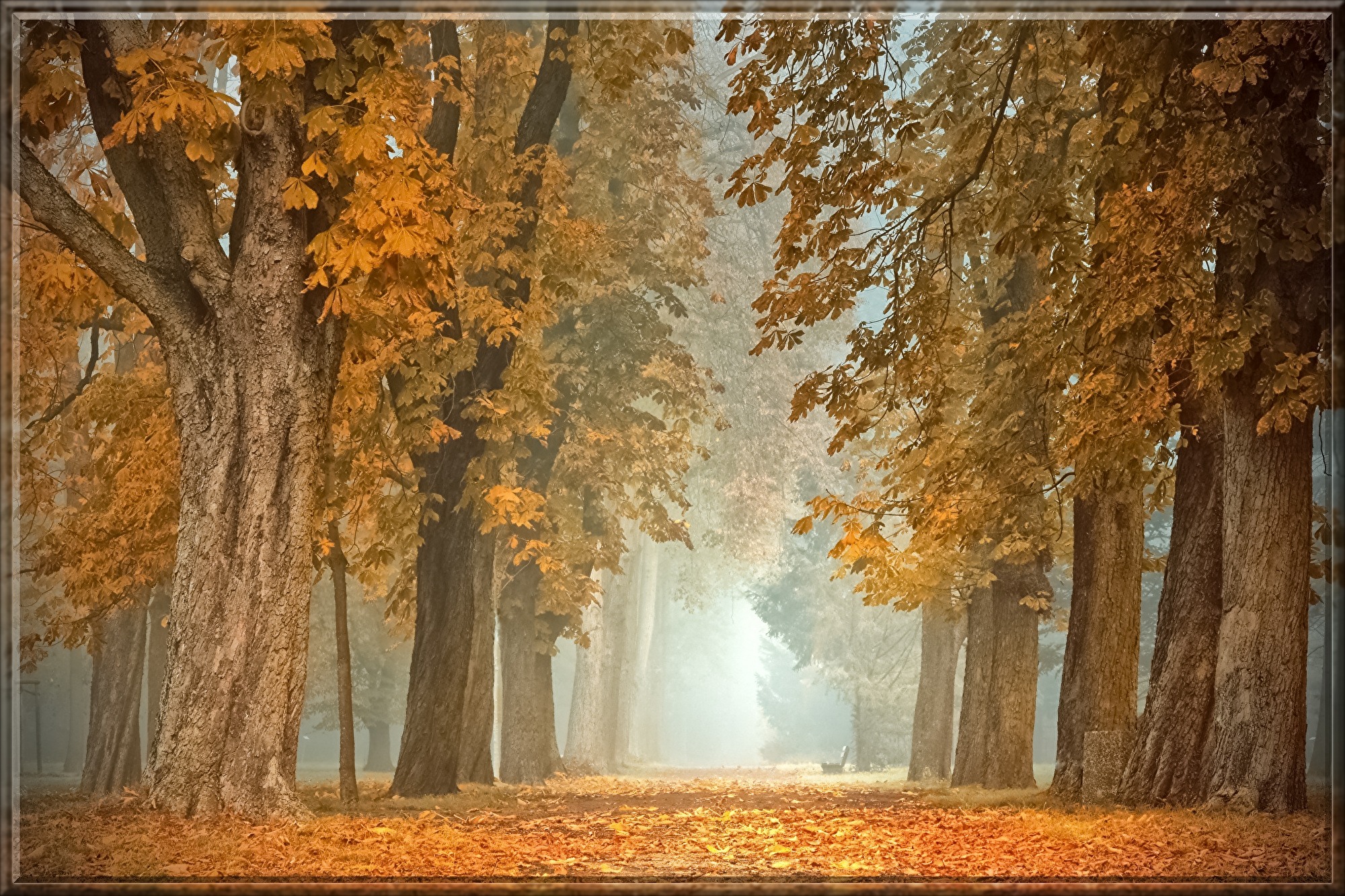 avenue-4591121.jpg