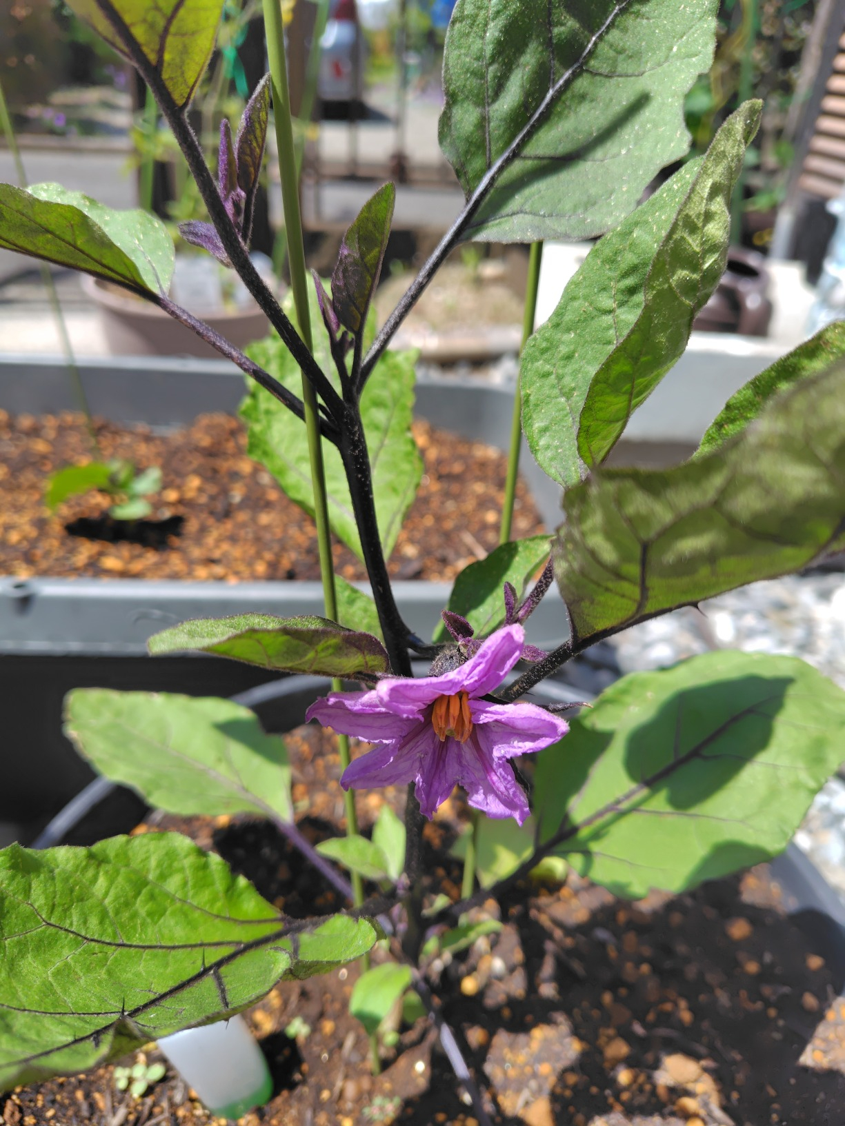 260510103104817.JPG