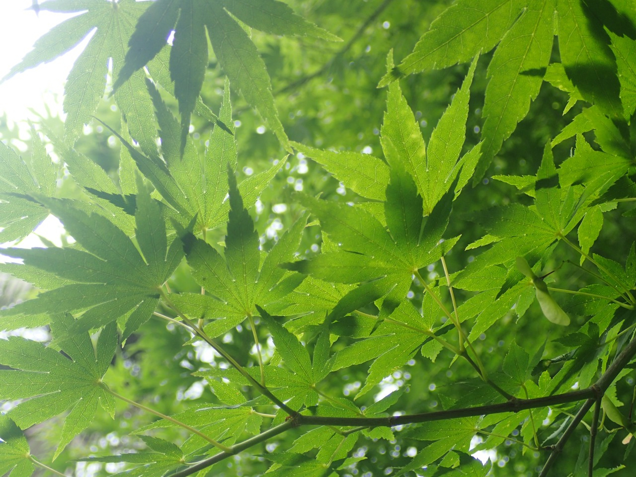 P6100460.JPG