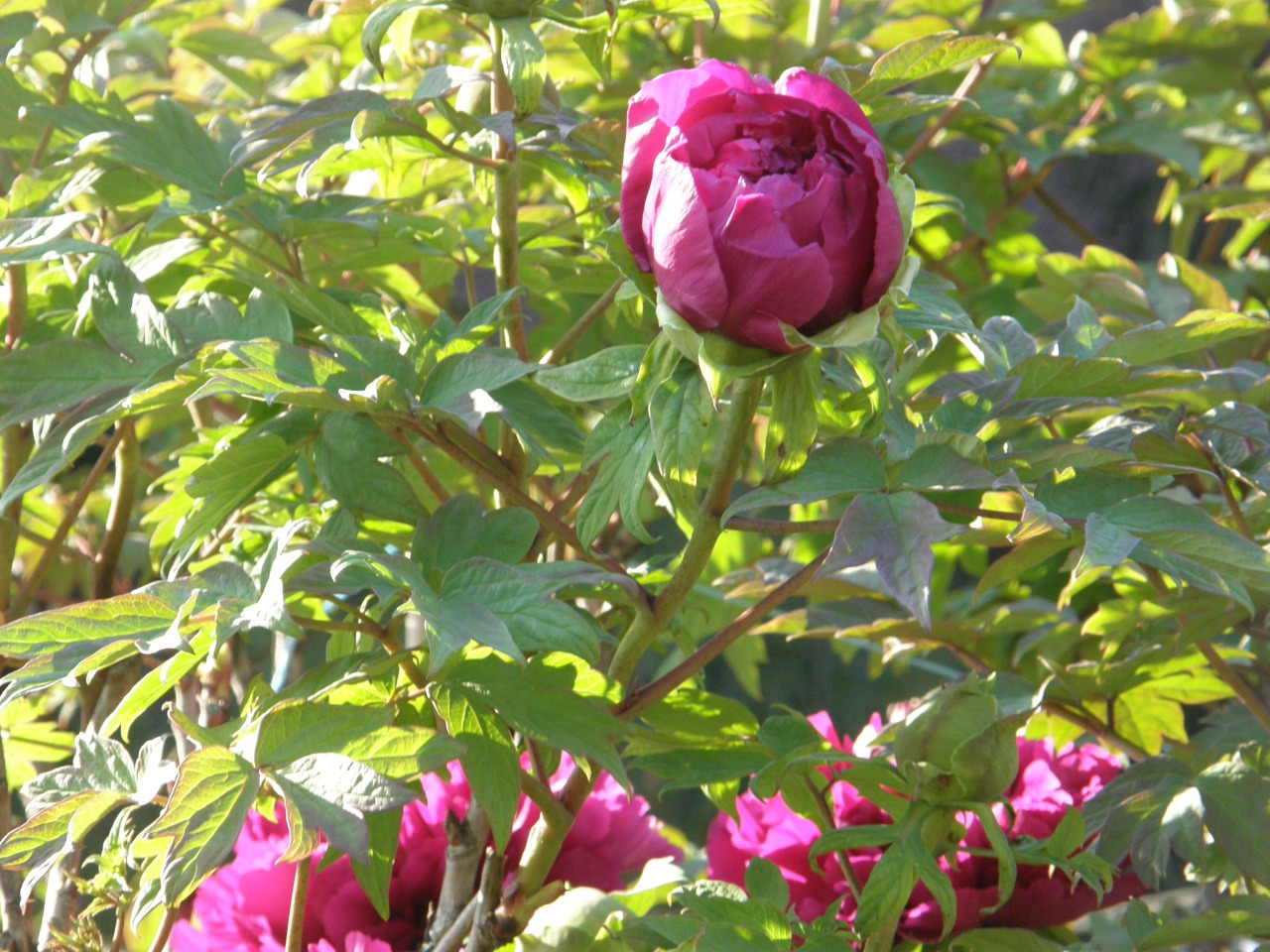 P4220009.JPG