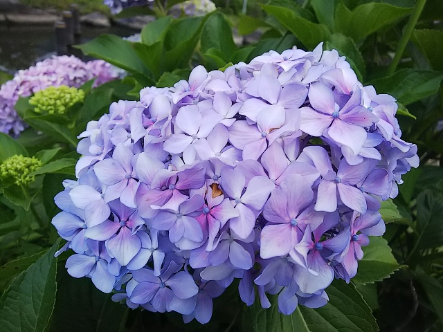 池の紫陽花2.JPG
