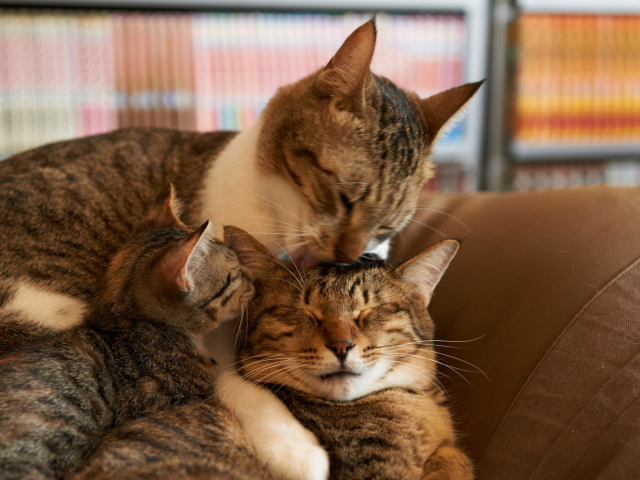 Cat-Family-640x480.jpg