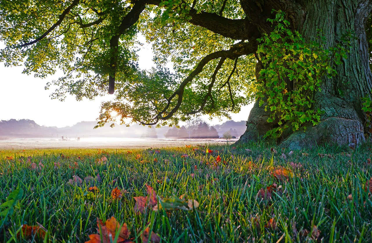 grass-4339191_1280.jpg