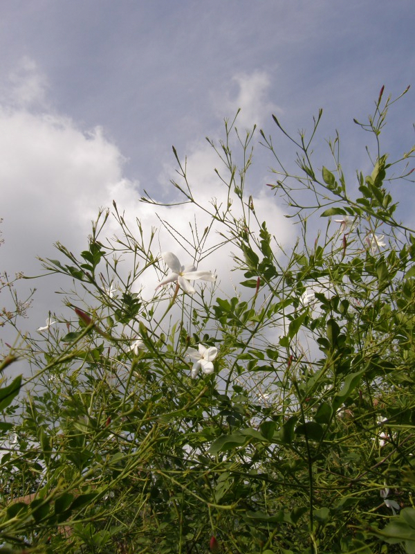 PA180666.JPG