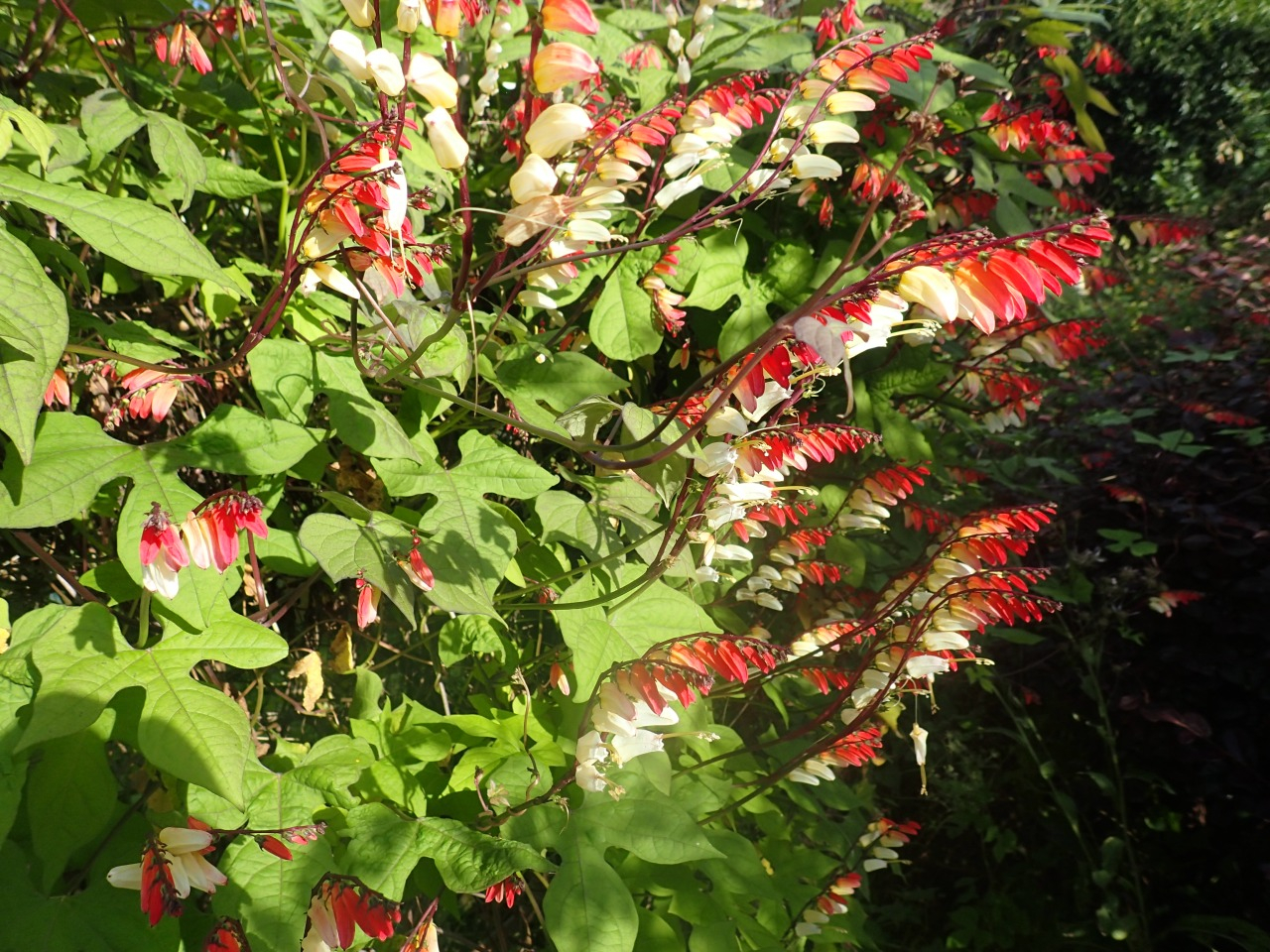 PB170611.JPG
