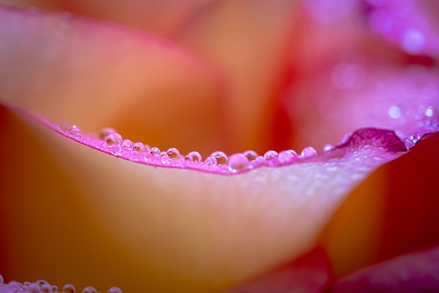 rose-6928057_640.jpg