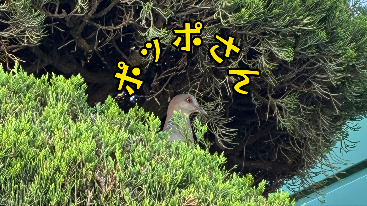 ハト.png
