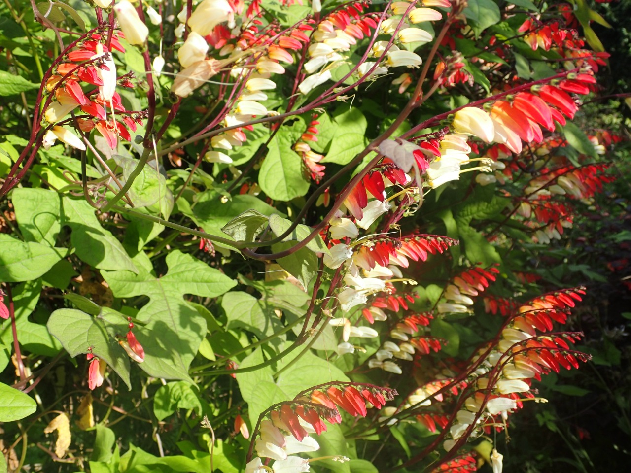 PB170612.JPG