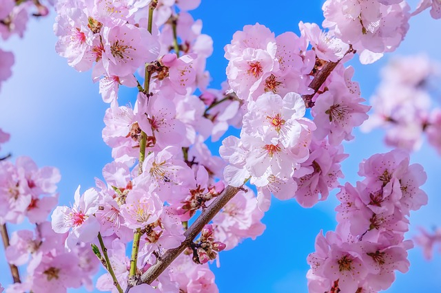 japanese-cherry-4061326_640.jpg